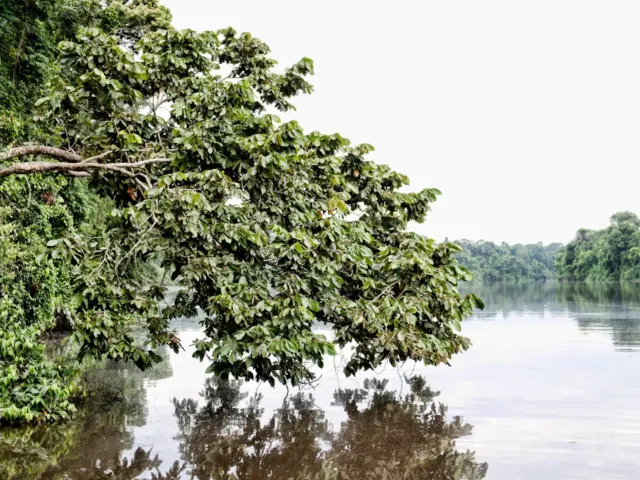 Paisaje amazónico de Madre de Dios