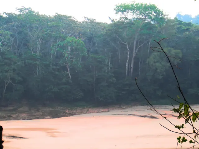 Bosque amazónico de Tambopata