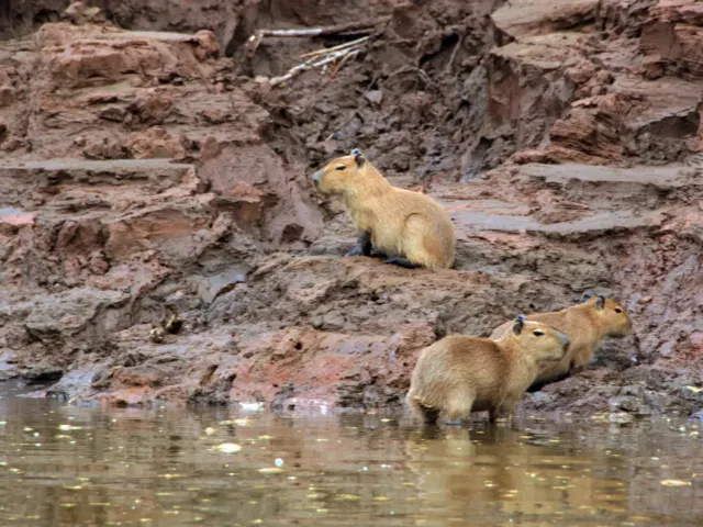 Capibaras en la Amazonía de Tambopata