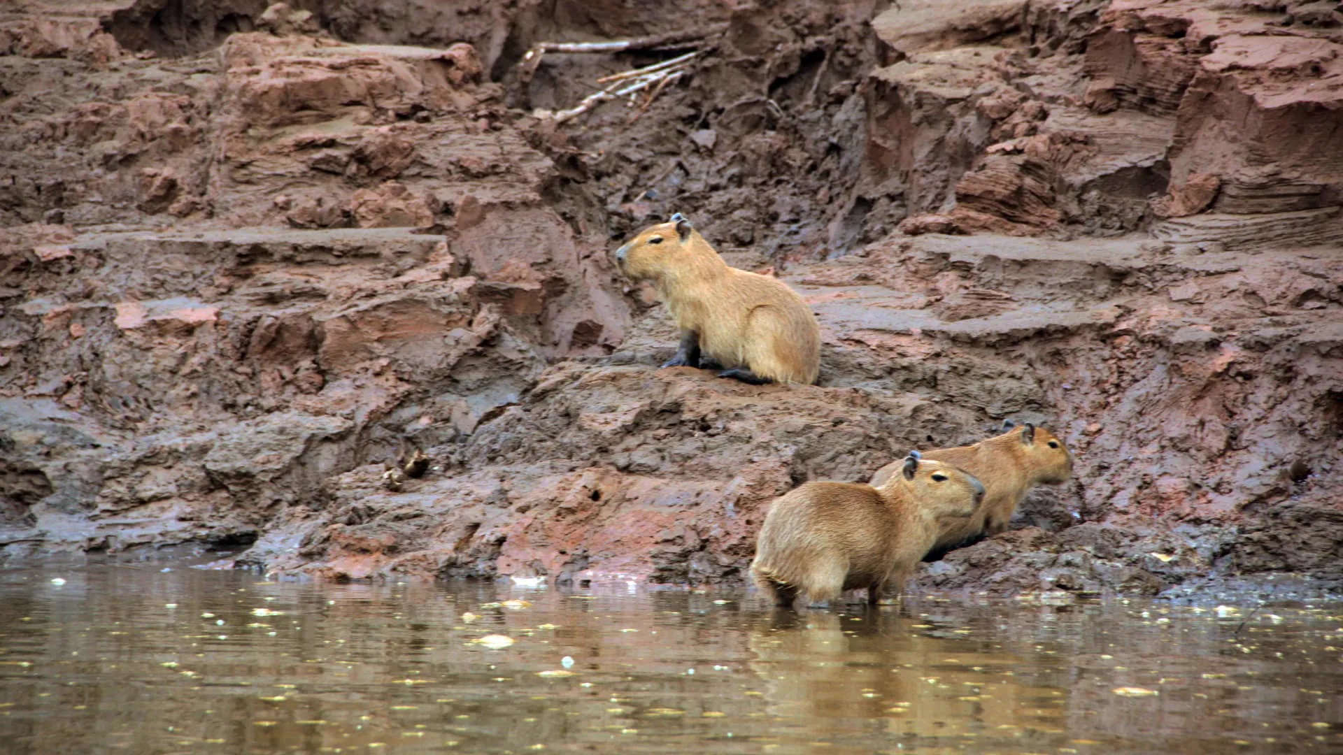 Capibaras en la Amazonía de Tambopata