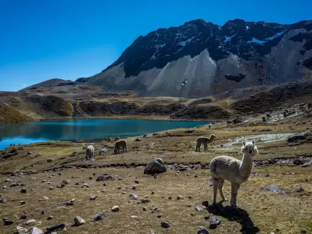 Llama en el circuito del Ausangate