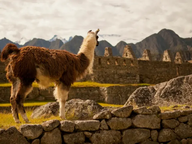Llama en las terrazas de Machu Picchu